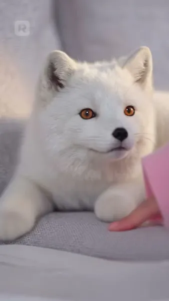 ตายซ้ำสามครั้ง เพราะจิ้งจอกคนเดียว