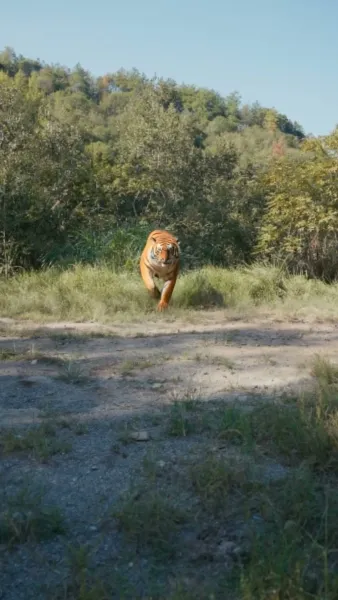 ชะตาข้ามภพ หมั่นโถวแทนใจ