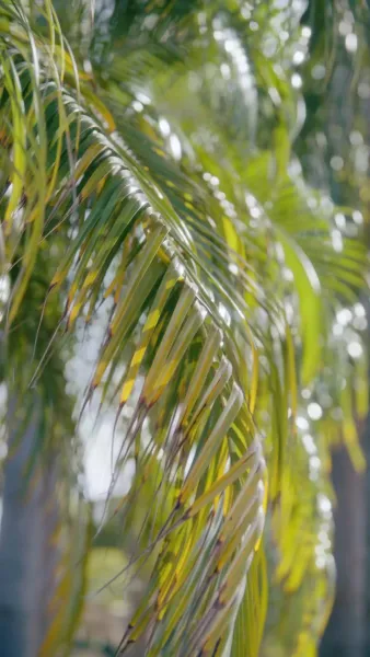 ฉันท้องกับแด๊ดดี้ซีอีโอจอมโหด