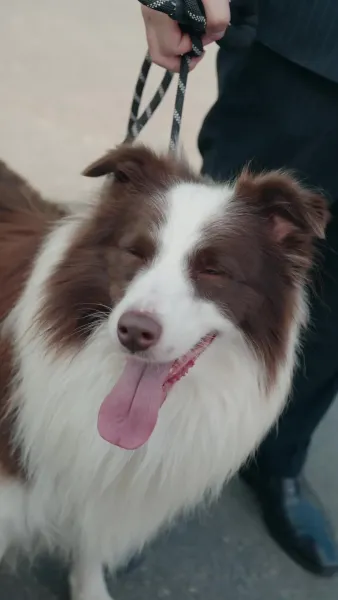 ครูฝึกสุนัข