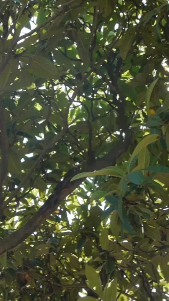 ครูฝึกสุนัข