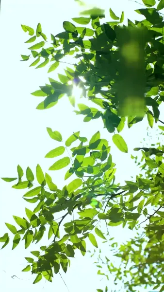 [พากย์ไทย] สลับตัวกันแต่งงาน