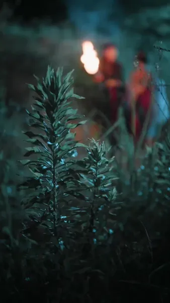 วาสนาองค์หญิง