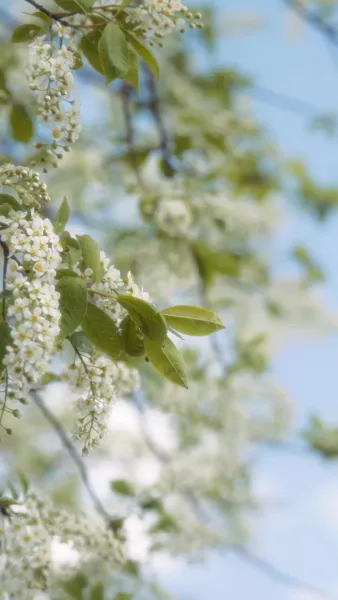 30 วันจนกระทั่งฉันแต่งงานกับตัวซวยของสามี