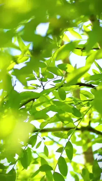 คืนของบทที่เจ็ด