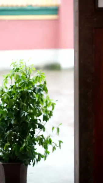 วิหคาพยอม