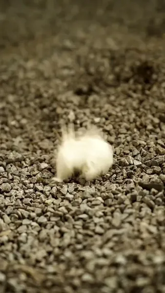 สาวใช้สนองแค้น