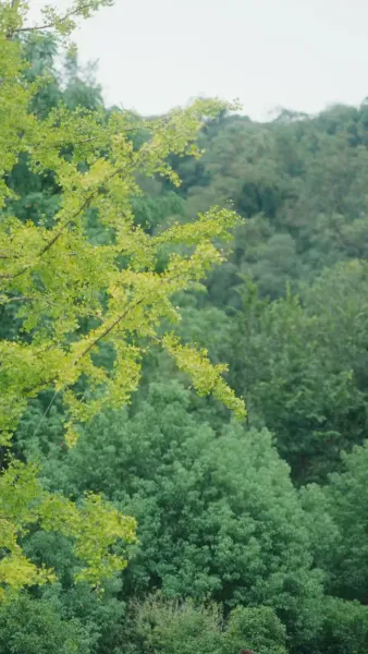 จุมพิตแห่งอันตราย