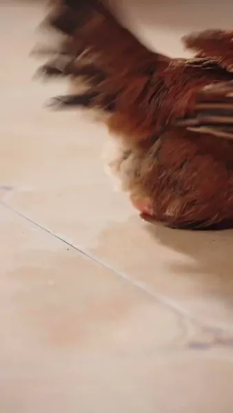 [พากย์เสียง] หนูน้อยนำโชคดันมีปากอัปมงคล