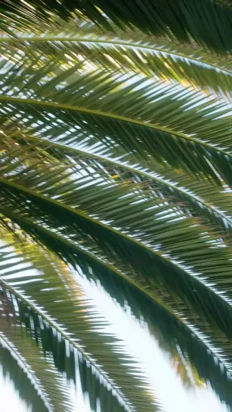 รัก ลวง หลอก