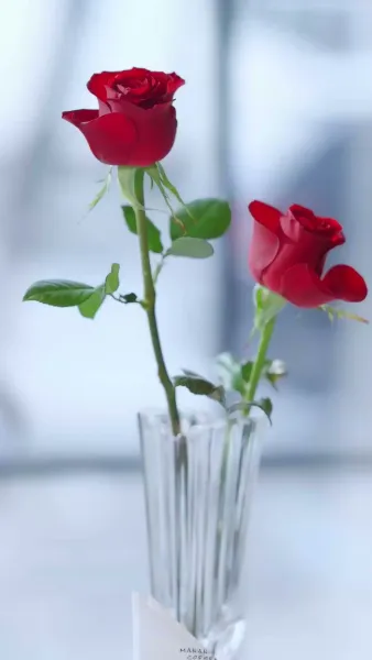 วิวาห์ ที่ซ่อนรัก