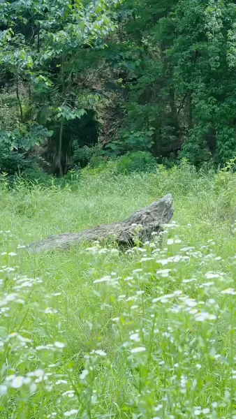 รักท่ามกลางผืนป่า: ที่รักแสนดุร้าย