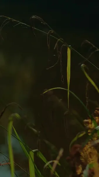 เลขาที่รักโปรดอย่าหนีไป