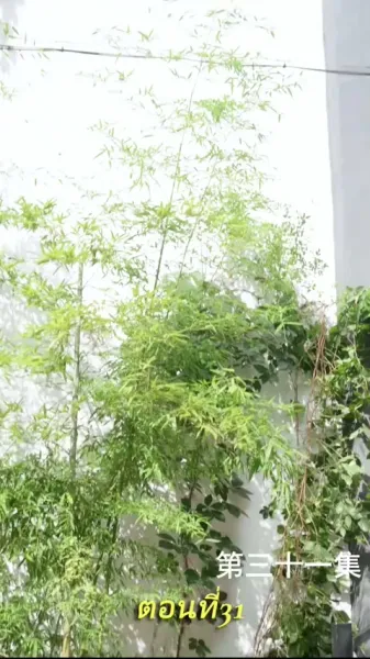 เกมล่ามังกร