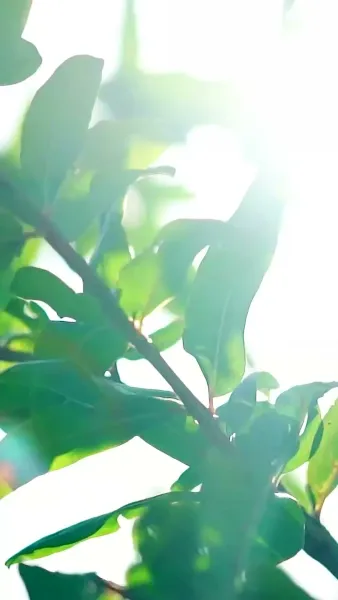 เจ้าสาวตัวแทน