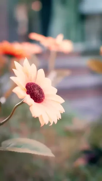 เจ้าสาวตัวแทน