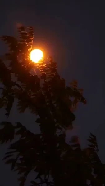 เจ้าสาวตัวแทน