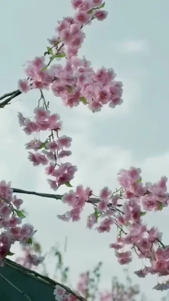 จันทร์นำพาหัวใจสู่เจ้า