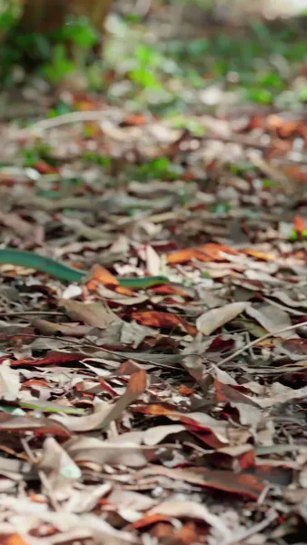 ย้อนกลับไปโดนแม่ผัวหลงรัก