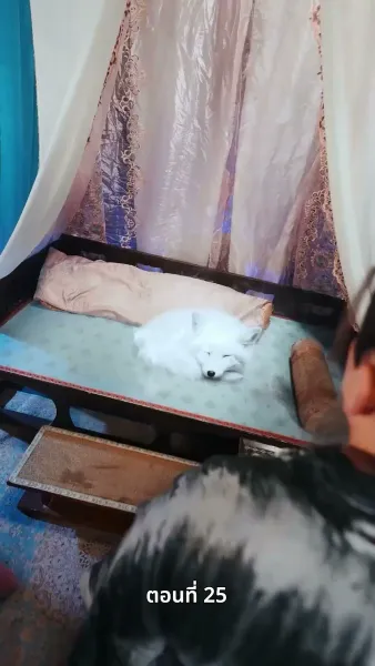 ตรมรักสามชาติมิอาจเลือน