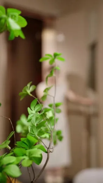 เทพมังกรน้อยทั้งห้า