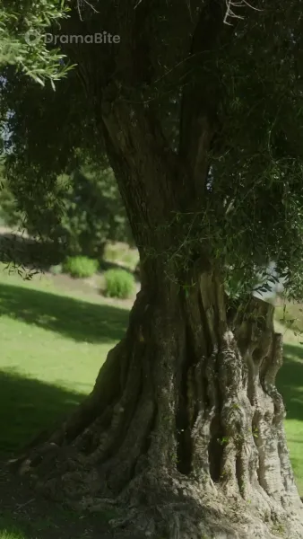 พันธะรักร็อกอัลฟ่า