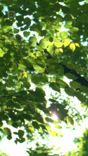 หัวใจเซ็นขาด รักใหม่เซ็นรับ