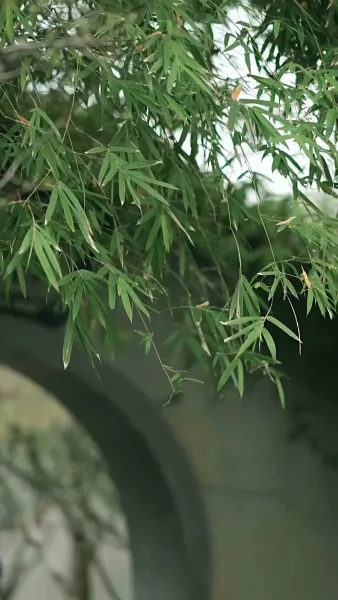 ชะตารักชายาพยากรณ์