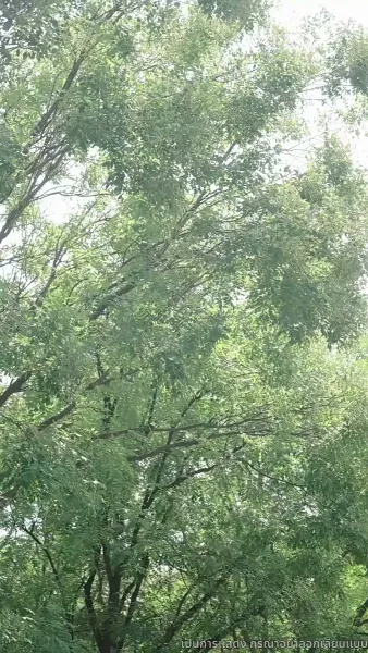 ก้าวใหม่บนปลายเท้า