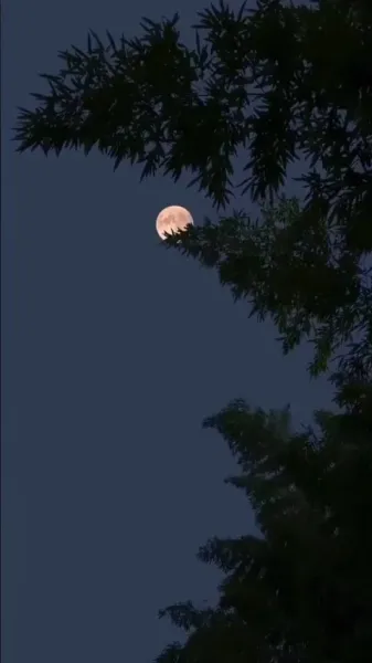 พันธะรัก ลวงใจอดีตสามี