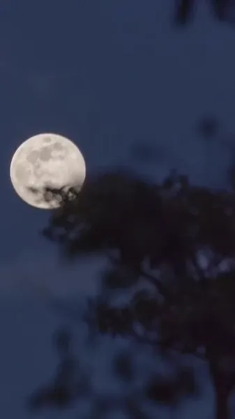 พันธะรัก ลวงใจอดีตสามี