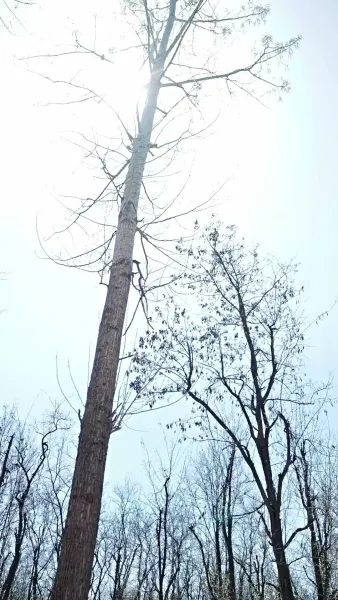 หลีฮื้อน้อยอาละวาดเมืองหลวง