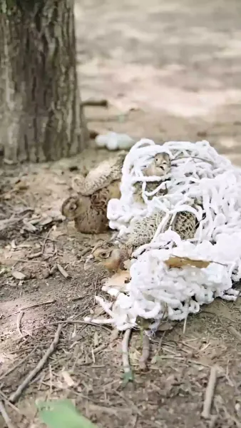 [พากย์เสียง] ข้านี่แหละผู้ชนะในปีอดอยาก