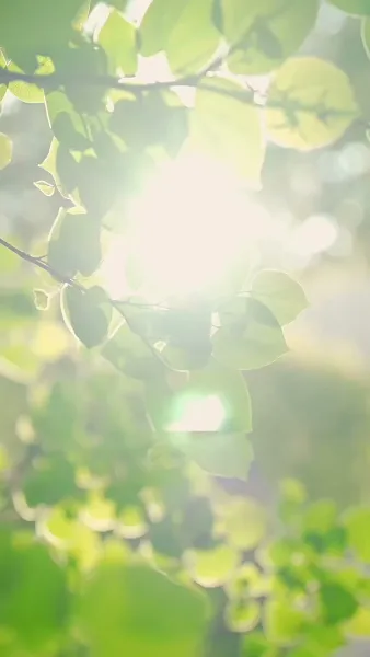 ฉันนี่แหละ คุณหนูตัวดี