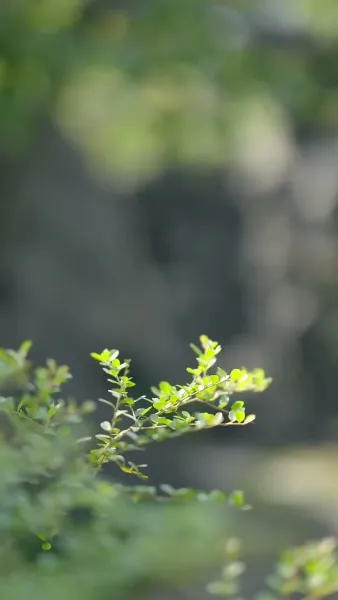 ตำราพลิกชีวิตดอกบัวสีดำ