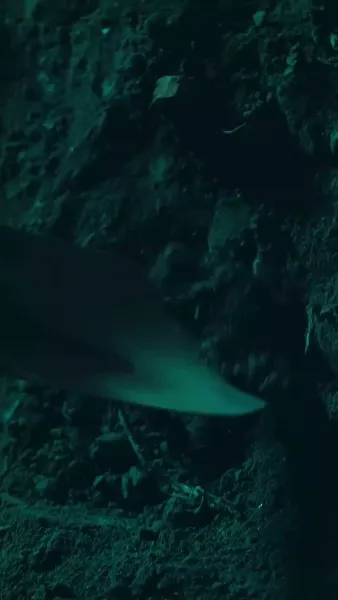 เกมล่าภายใต้ใบหน้าใหม่