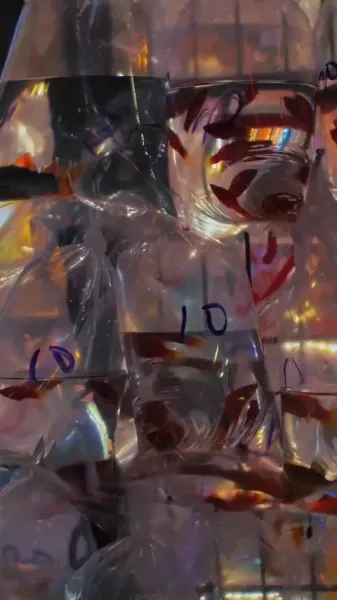 ไม่มีคุณสมบัติที่จะรัก