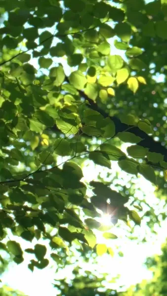 เสียงใจหลังคลอด