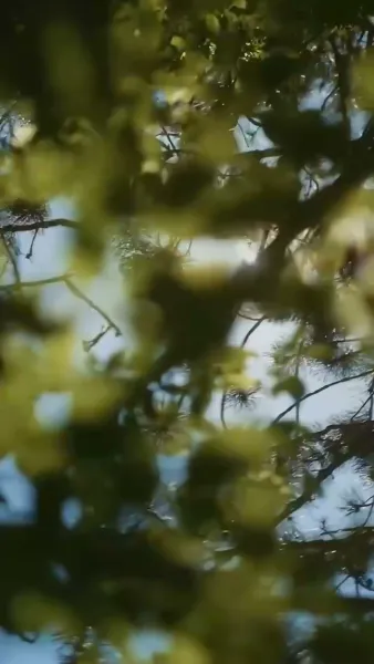 เสียงใจหลังคลอด