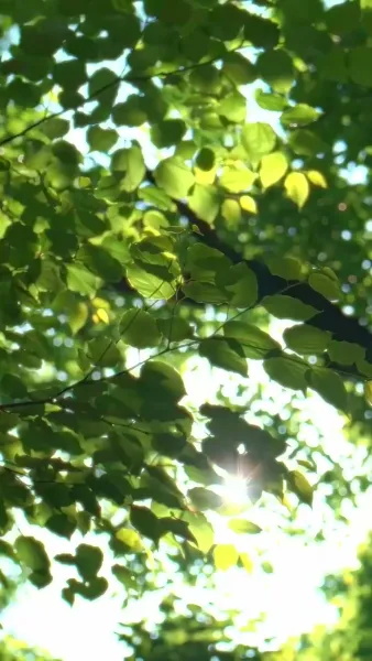 เสียงใจหลังคลอด