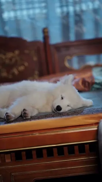 [พากย์เสียง] คุณหนูใหญ่กลับมาเพื่อทวงบัลลังก์คืน