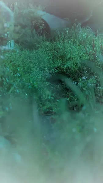 การสลับชะตาจักรพรรดิ