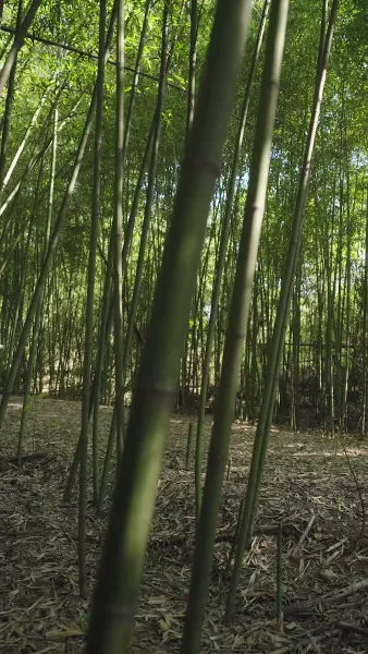 รักร้าย