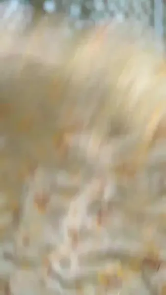 พระชายาวังเย็นผู้เก่งกาจ