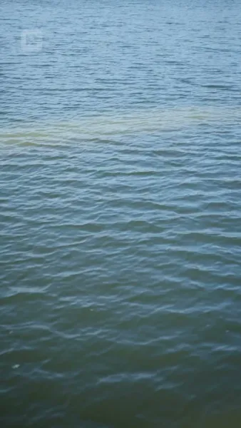 เกิดใหม่เป็นปลา ทำนักตกปลาแทบร้อง