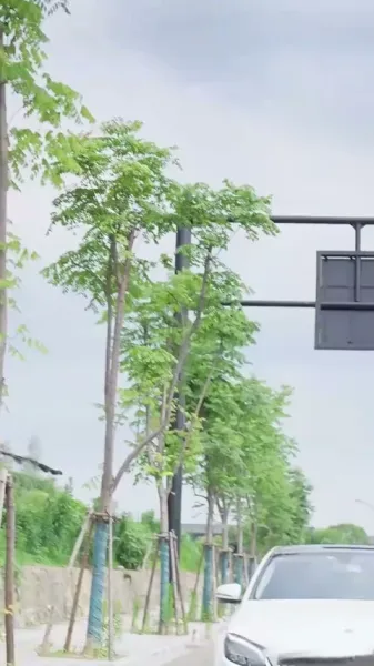 แสงจันทร์สีขาวกลับมามีชีวิตอีกครั้ง