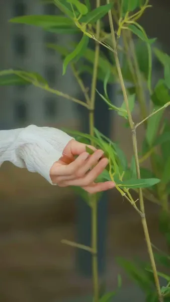 หัวใจไร้รัก บอดี้การ์ดไร้ใจ