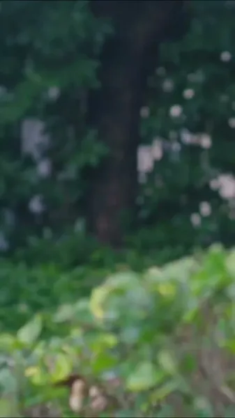 การแต่งงานของฉันคือสัญญา