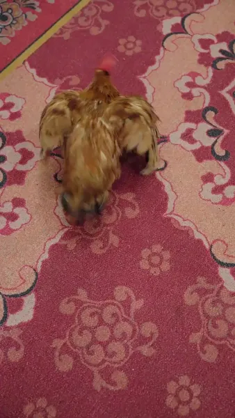 [พากย์เสียง] เทพถูกบูชายัญ กลับมาล้างแค้น