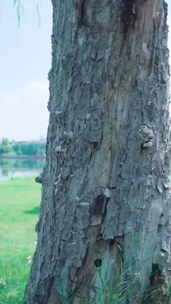 ดั่งแสงแรกของ